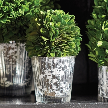 Boxwood Leaf Green Topiary 6in