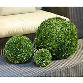 Boxwood Leaf Green Globe (Preserved)