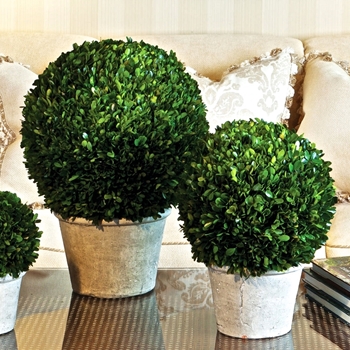 Boxwood Leaf Green Ball Topiary (Preserved)