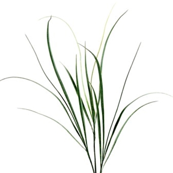 Areca Bush Green Grass
