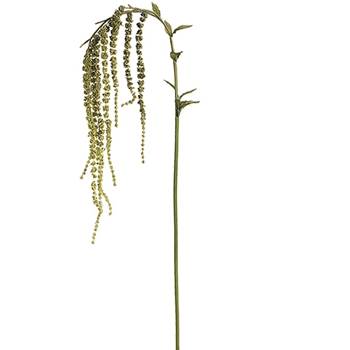 Amaranthus Hanging Green Grass