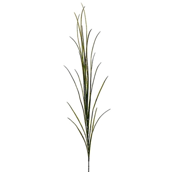Miscanth Red/Green Grass