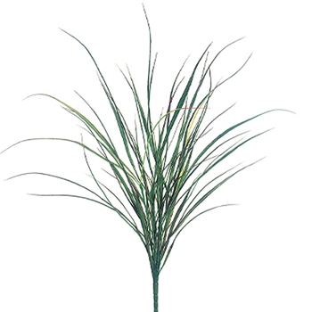 Miscanth Natural Grass