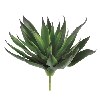 Agave Cactus Green Succulent