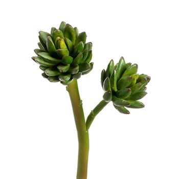 Agave Natural Succulent/2 Head