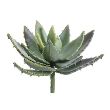 Aloe Mauve/Green Natural Succulent