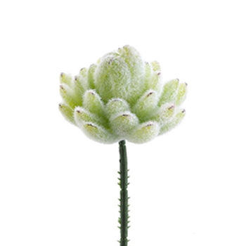 Agave Woolly Frost Succulent