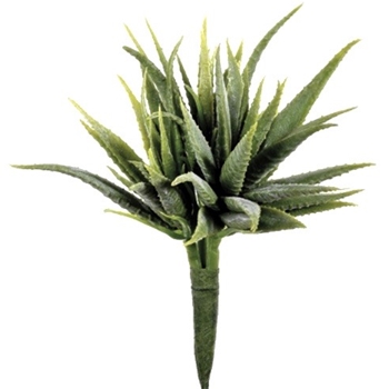 Agave Silver Natural Succulent