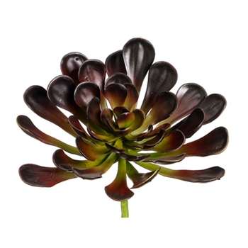 Aeonium Burgundy Succulent I