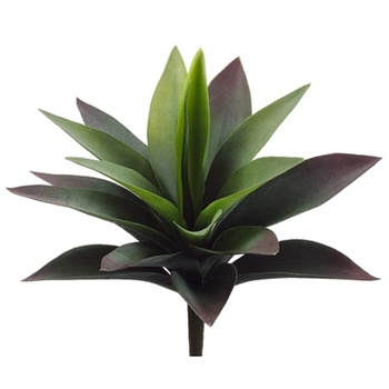 Agave Green Natural Succulent