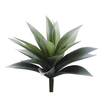 Agave Frost Green Natural Succulent