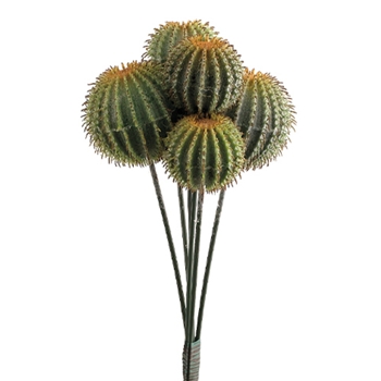 Barrel Cactus Green Succulent/5 Head