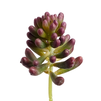 Aeonium Burgundy Succulent II