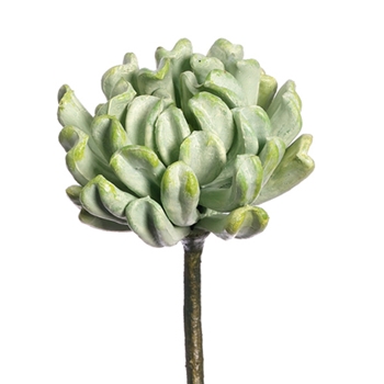 Aeonium Green Succulent II