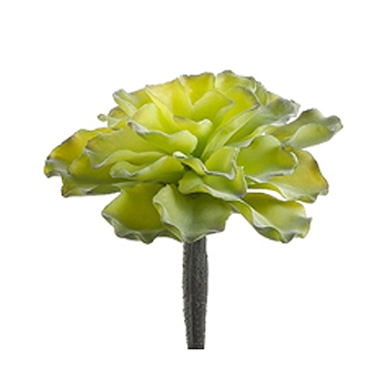Agave Kiwi Succulent