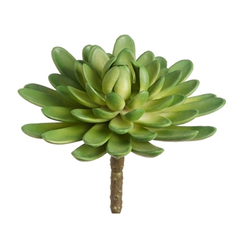 Aeonium Floret Green Succulent