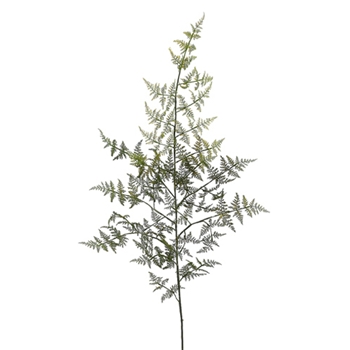 Asparagus Green Fern 43in