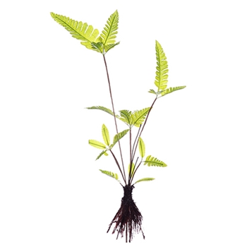 Japan Green Fern w/ Roots 14in