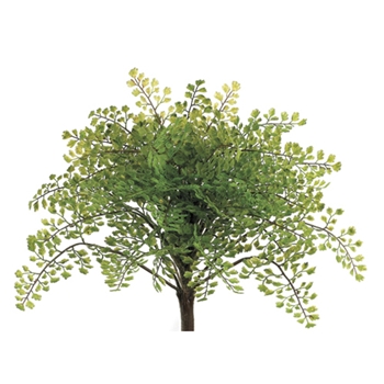 Maidenhair Green Fern 14in