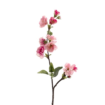 Apple Blossom 24in