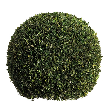 Boxwood Leaf Globe (Preserved) 23in