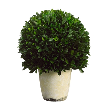 Boxwood Leaf Green Topiary 11in