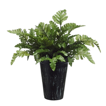 Fern Pot 11in