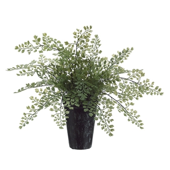 Maidenhair Fern 10in