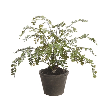 Maidenhair Fern 12in