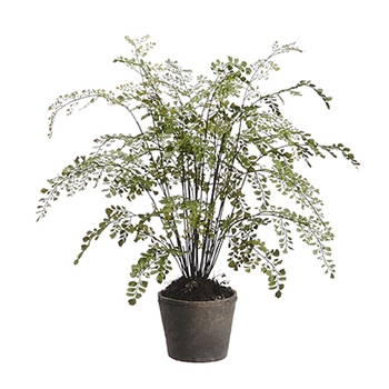 Maidenhair Fern 24in