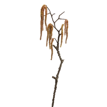 Amaranthus Branch 34in