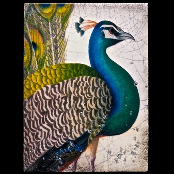2013 Spring Collection/ Fabled Bird