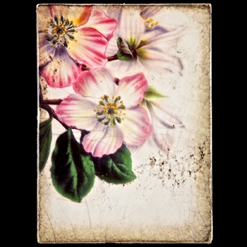 2013 Spring Collection/ Springtime in Paris