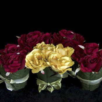 Mini Potted Roses