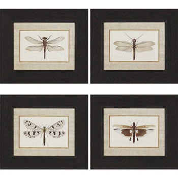 Dancer Dragonfly