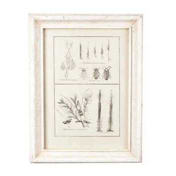Vintage Beetle Print