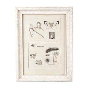 Vintage Butterfly Print