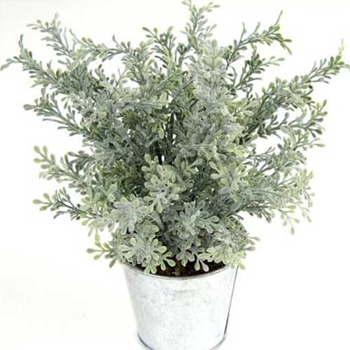 Potted Winter Savory