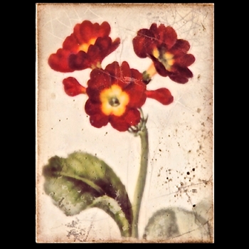 2011 Collection - Faerie Flowers