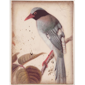 2011 Spring Collection - Winged Sage