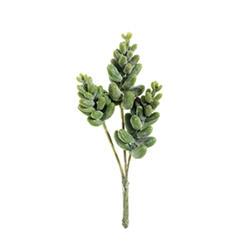 Donkey Tail Green Succulent