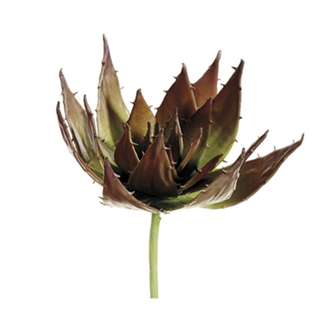 Agave Mauve/Burgundy Succulent