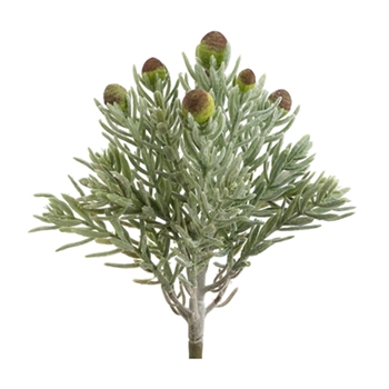 Beach Weed Natural Succulent
