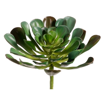 Aeonium Green Succulent