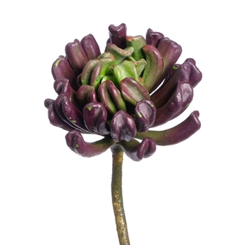 Aeonium Burgundy Succulent III
