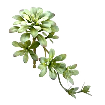 Succulent - Aeonium Cascade  Sage 12in - CA0188-GR/GY