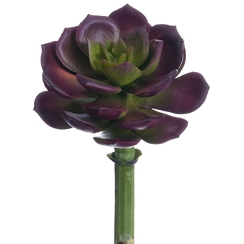 Succulent - Echeveria Burgundy Mini 2.5X5H - CE8227-BU/GR