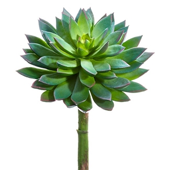 Succulent - Echeveria  Verde 5.5x8in - CE3235-GR/GY