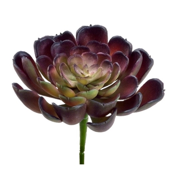 Succulent - Echeveria Burgundy 4in - CE9578-BU/GR