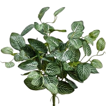 Fittonia - Bush 16in Variegated - PBF162-GR/WH